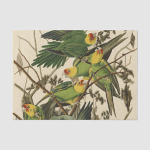 Audubon Carolina Parrot Bird illustration Tissue Paper