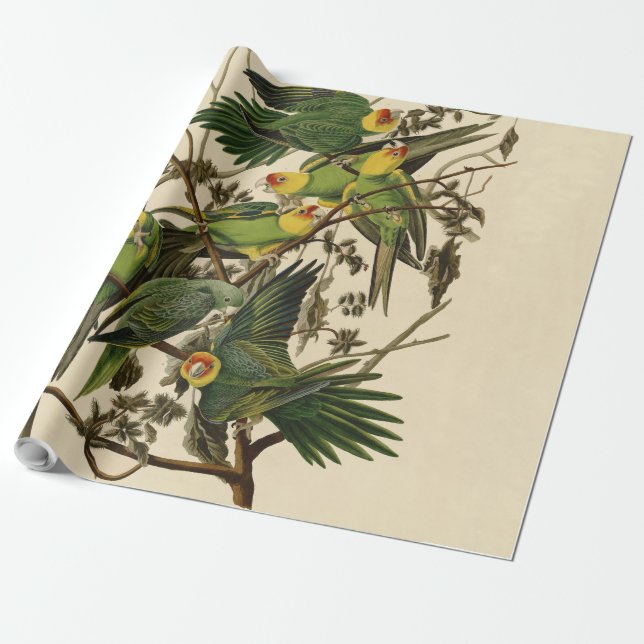 Audubon Carolina Parrot Bird illustration Wrapping Paper (Unrolled)