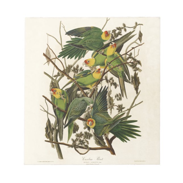 Audubon Carolina Parrot Print Birds of America Notepad (Front)