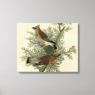 Audubon Cedar Waxwing Bird Canvas Print