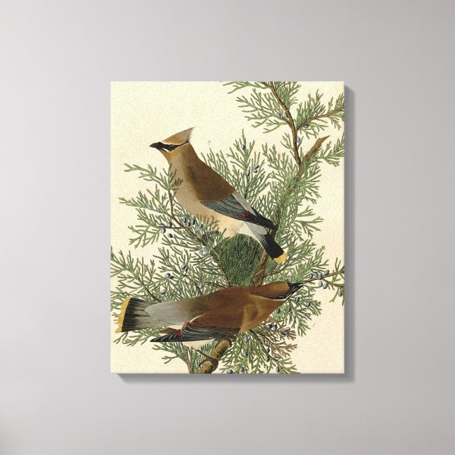 Audubon Cedar Waxwing Bird Canvas Print (Front)