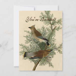 Audubon Cedar Waxwing Bird Invitation