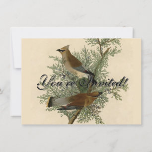 Audubon Cedar Waxwing Bird Invitation