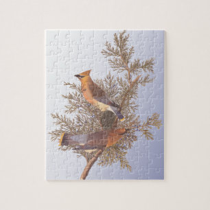 Audubon Cedar Waxwing Bird on Evergreen Juniper Jigsaw Puzzle