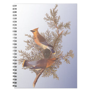 Audubon Cedar Waxwing Bird on Evergreen Juniper Notebook