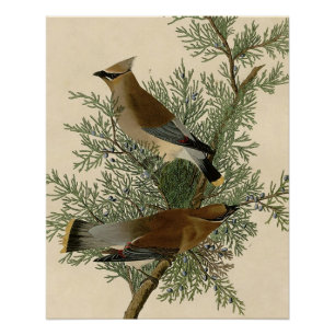 Audubon Cedar Waxwing Bird Poster