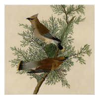 Audubon Cedar Waxwing Bird