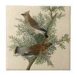 Audubon Cedar Waxwing Bird Tile<br><div class="desc">Audubon's Cedar Bird, more commonly known as the Cedar Waxwing today, was painted for Birds of America by John James Audubon between 1827 - 1838. This was Plate 43 of the series of birds painted by Audubon. The Cedar Waxwing is a medium-sized bird, marked by brown and grey, and tipped...</div>