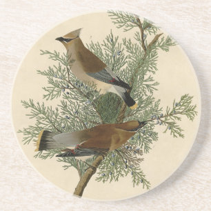 Audubon Cedar Waxwing Coaster