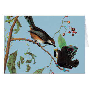 Audubon: Chickadee