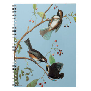 Audubon: Chickadee Notebook
