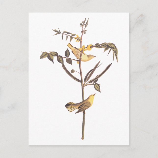 Audubon Children's Warbler Songbird Postcard (Front)