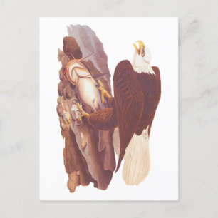Audubon Classic Bald Eagle with Fresh Catch Fish Postcard