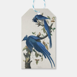 Audubon Columbia Jay Black Throated Magpie Jay Gift Tags
