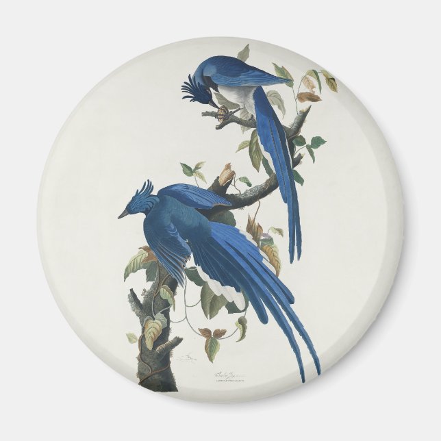 Audubon Columbia Jay Black Throated Magpie Jay Magnet (Front)