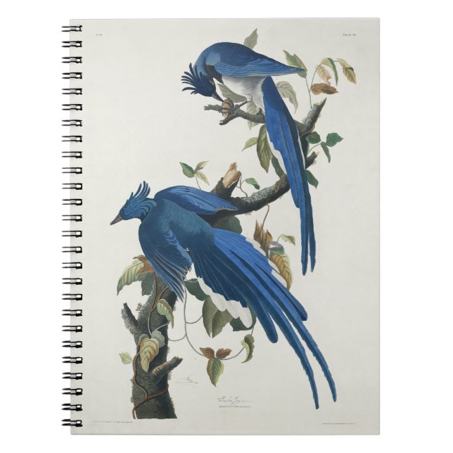Audubon Columbia Jay Black Throated Magpie Jay Notebook (Front)