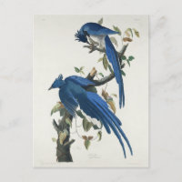 Audubon Columbia Jay Black Throated Magpie Jay