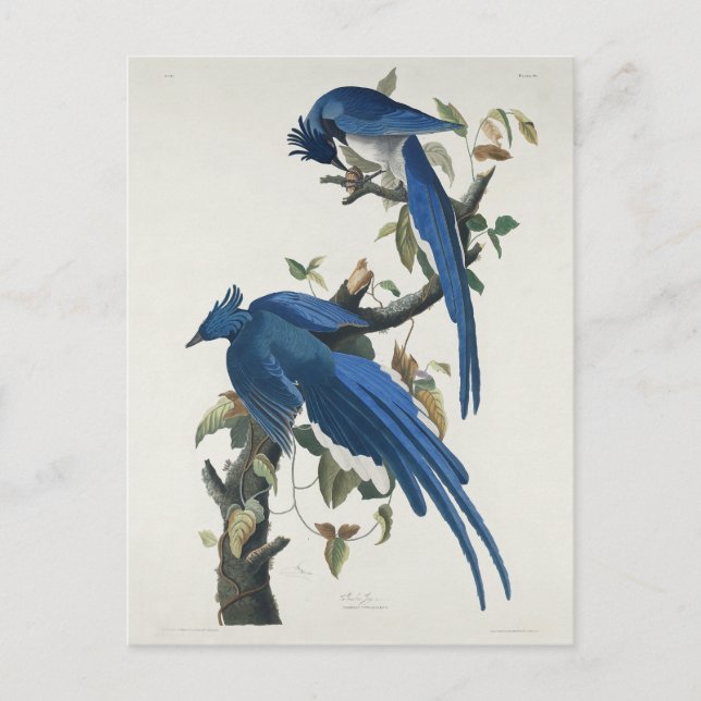 Audubon Columbia Jay Black Throated Magpie Jay Postcard (Front)