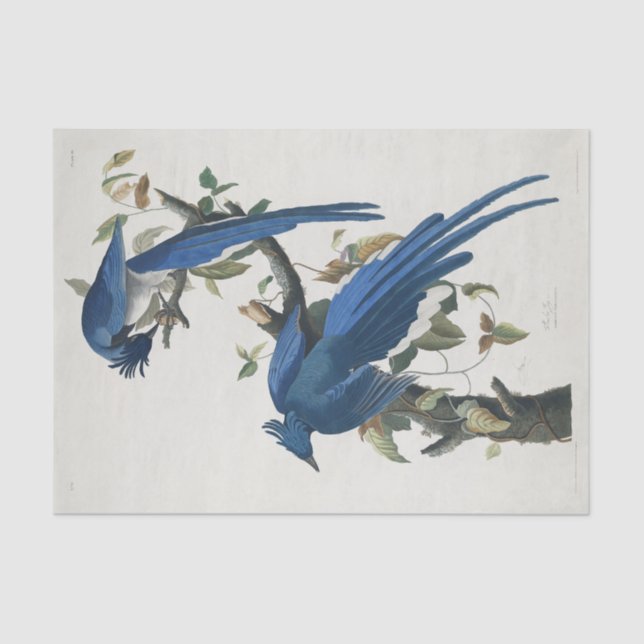 Audubon Columbia Jay Black Throated Magpie Jay Tissue Paper (Front)