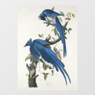 Audubon Columbia Jay Black Throated Magpie Jay Window Cling