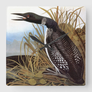 Audubon: Common Loon Square Wall Clock