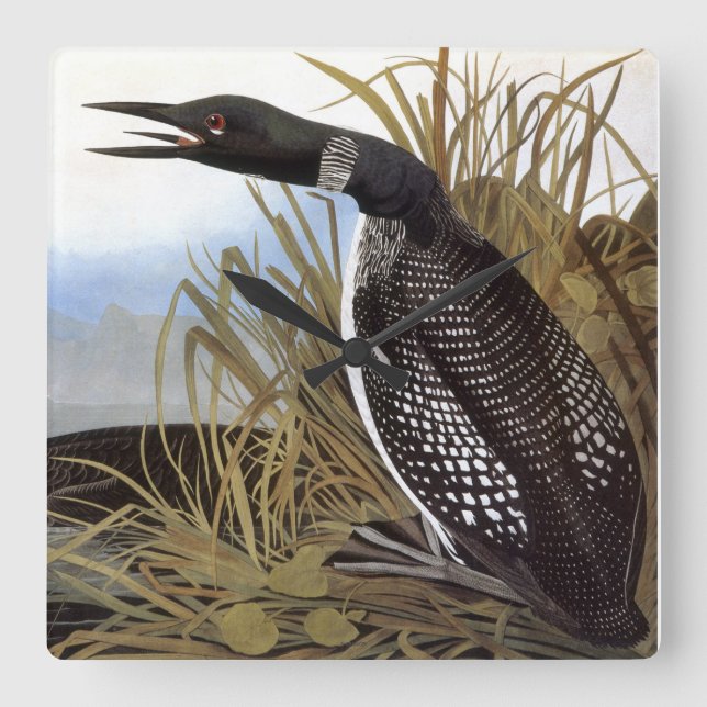 Audubon: Common Loon Square Wall Clock (Front)