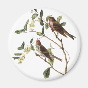 Audubon Common Redpole Magnet