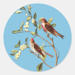 Audubon Common Redpoll Bird Art Stickers