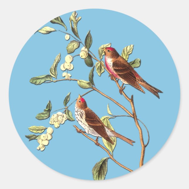 Audubon Common Redpoll Bird Art Stickers (Front)