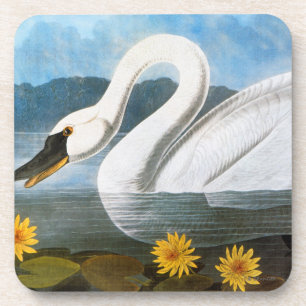 Audubon: Common Swan Coaster