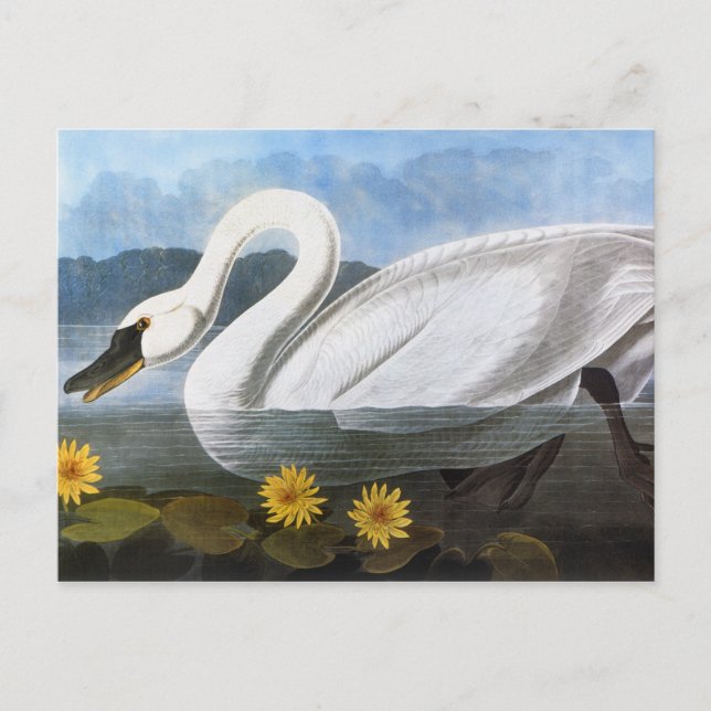 Audubon: Common Swan Postcard (Front)
