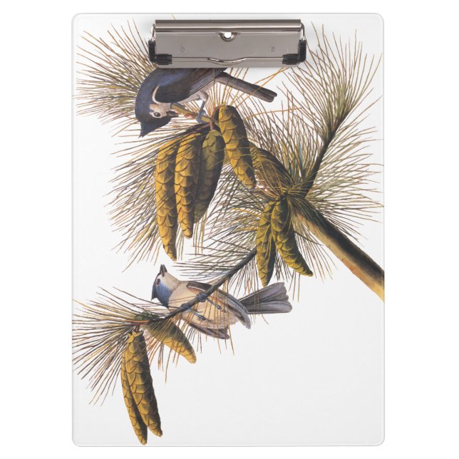 Audubon Crested Titmouse Birds in Pine Tree Clipboard (Front)