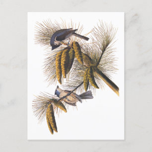 Audubon Crested Titmouse Birds in Pine Tree Postcard