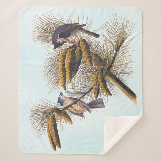 Audubon Crested Titmouse Birds in Pine Tree Sherpa Blanket (Front)