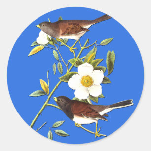 Audubon Dark Eyed Junco Bird Art Stickers