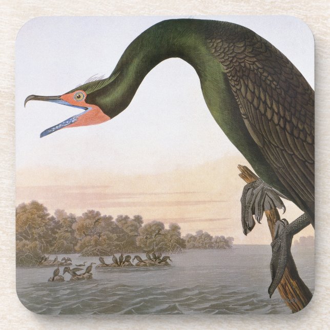 Audubon: Double Crested Cormorant Coaster (Front)