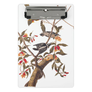 Audubon Downy Woodpecker Couple with Flowers Mini Clipboard
