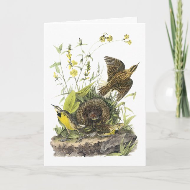 Audubon Eastern Meadowlard Holiday Card (Front)
