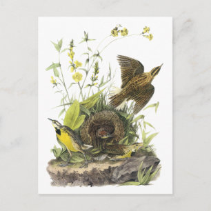 Audubon Eastern Meadowlard Postcard