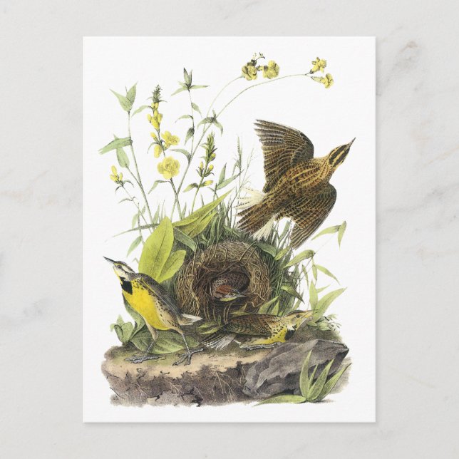 Audubon Eastern Meadowlard Postcard (Front)