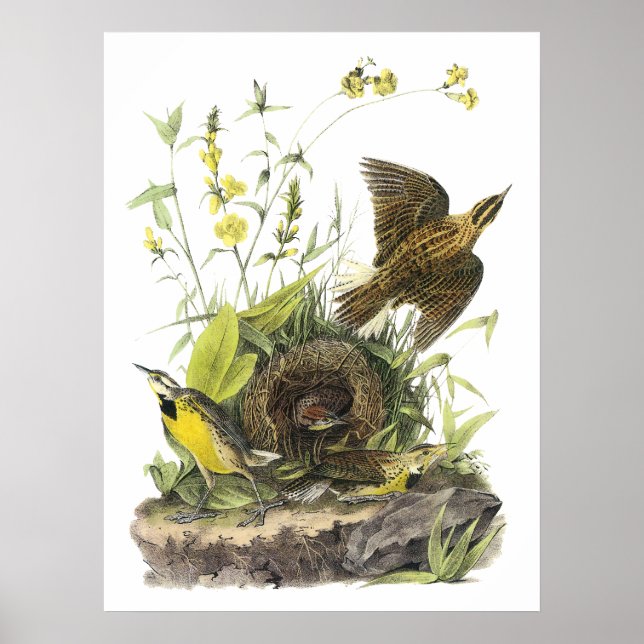 Audubon Eastern Meadowlard Poster (Front)
