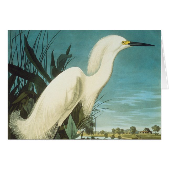 Audubon: Egret (Front Horizontal)