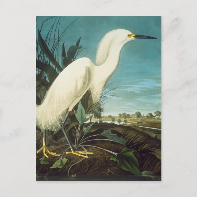 Audubon: Egret Postcard (Front)