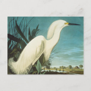 Audubon: Egret Postcard