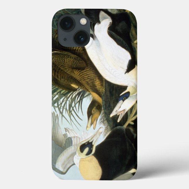 Audubon: Eider Duck Case-Mate iPhone Case (Back)