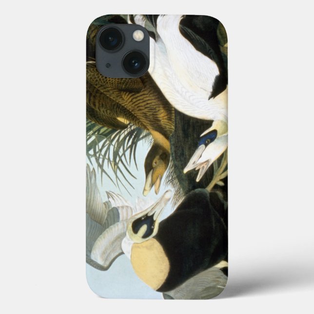 Audubon: Eider Duck Case-Mate iPhone Case (Back)