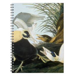 Audubon: Eider Duck Notebook