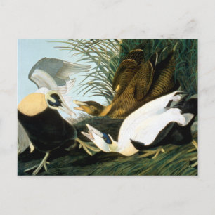 Audubon: Eider Duck Postcard