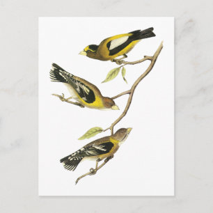 Audubon Evening Grosbeak Postcard