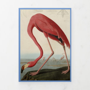 Audubon Flamingo Bird Print Template